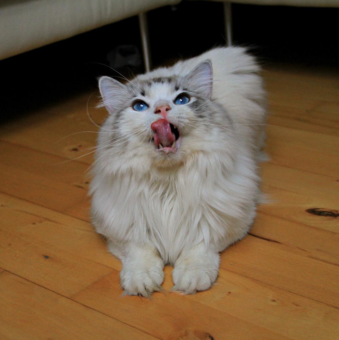 Ragdoll Rodrigo el Cid af Camelot Treasure DK Ragdoll billede 14