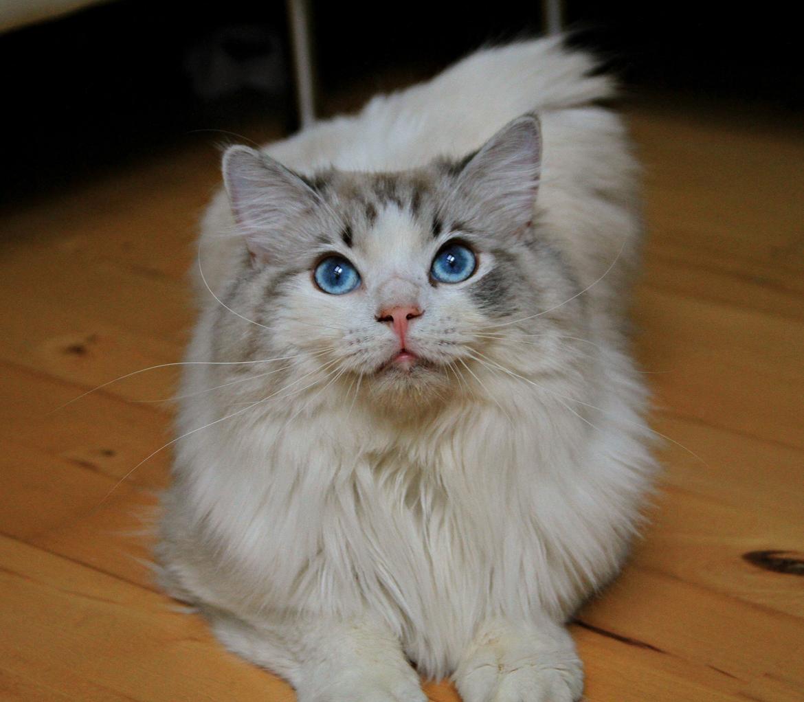 Ragdoll Rodrigo el Cid af Camelot Treasure DK Ragdoll billede 16