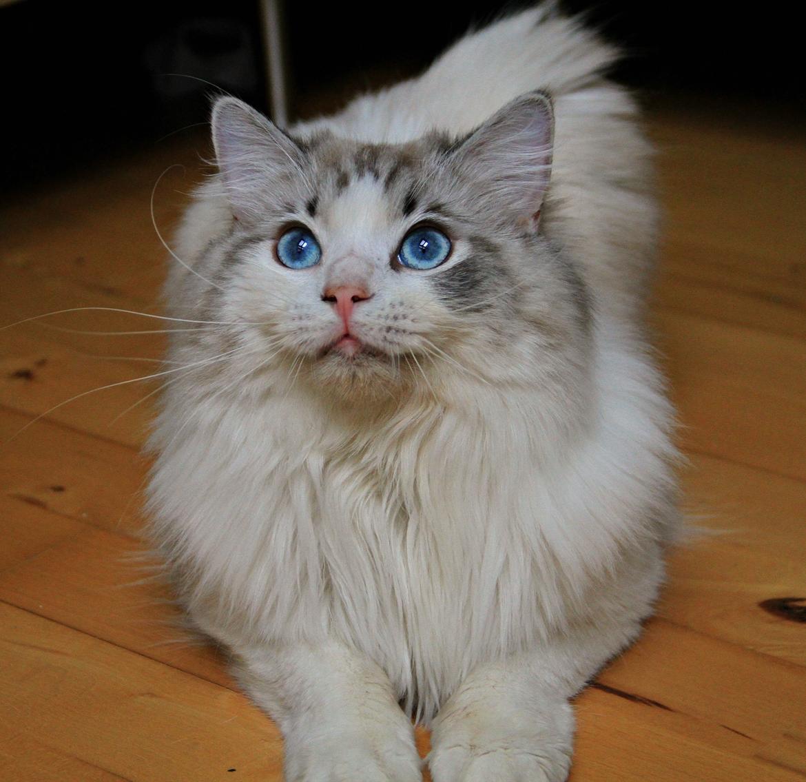 Ragdoll Rodrigo el Cid af Camelot Treasure DK Ragdoll billede 18