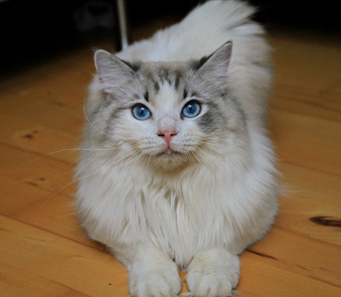 Ragdoll Rodrigo el Cid af Camelot Treasure DK Ragdoll billede 19