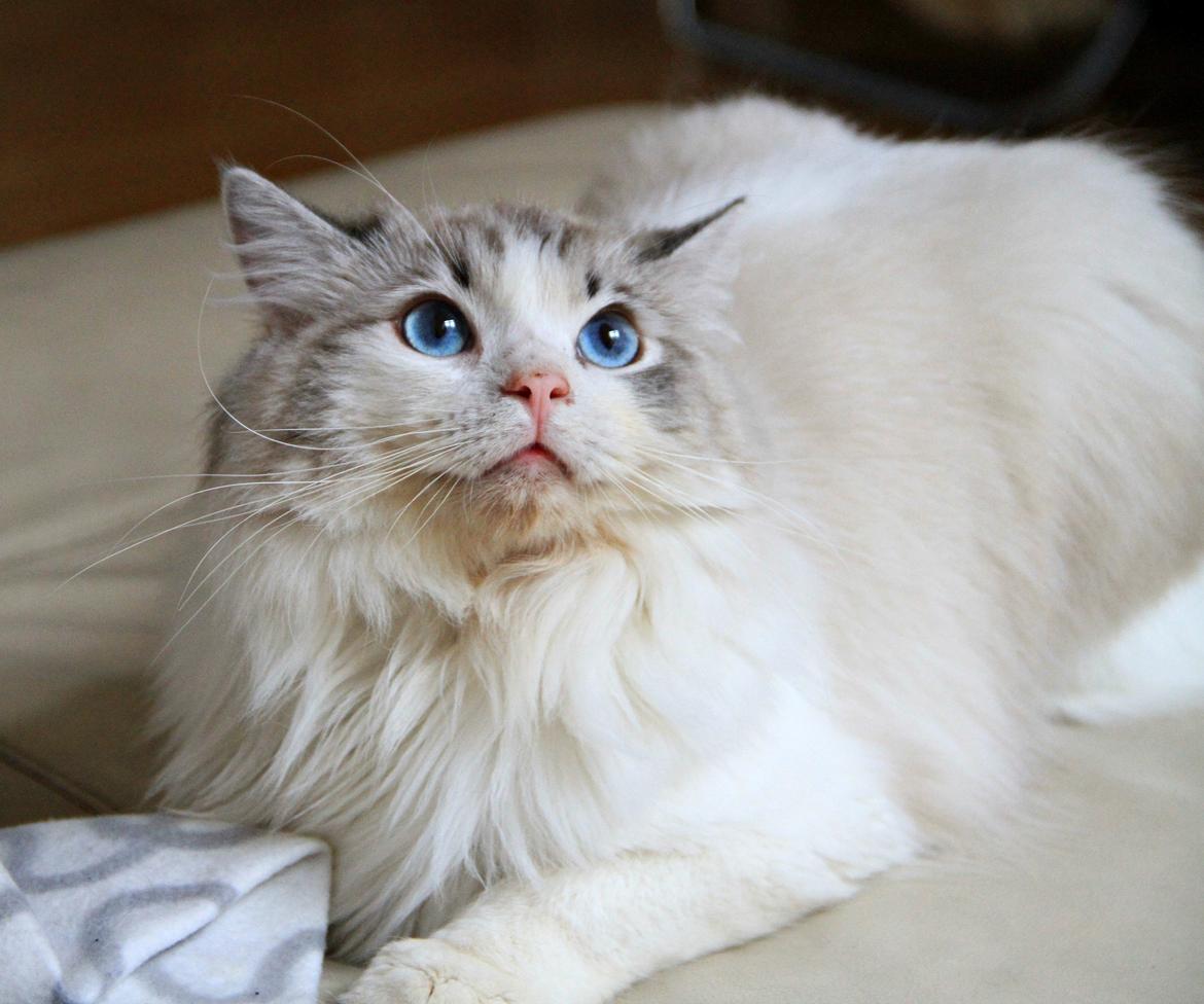 Ragdoll Rodrigo el Cid af Camelot Treasure DK Ragdoll billede 6