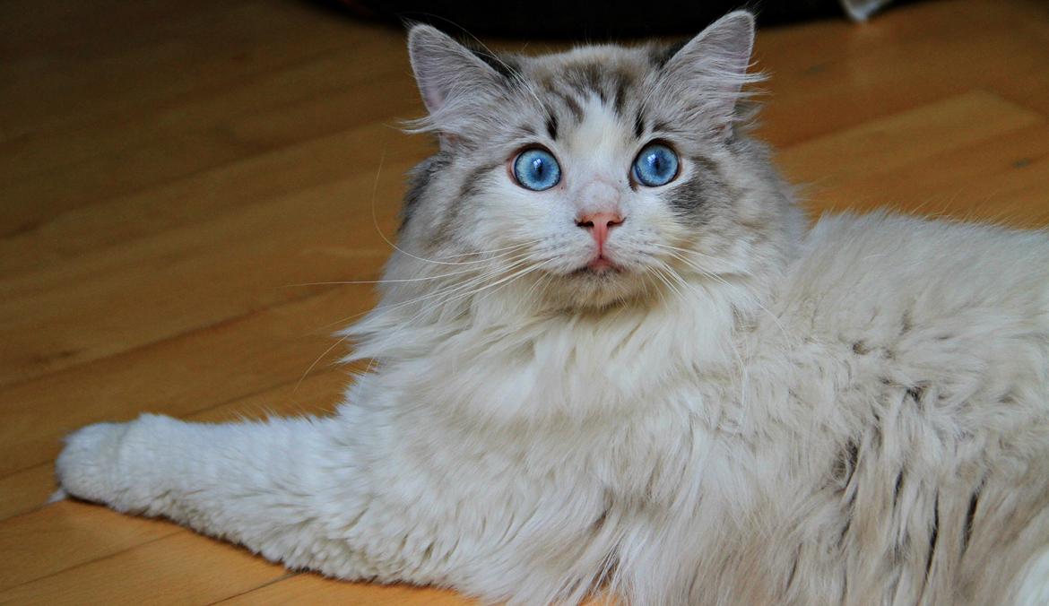 Ragdoll Rodrigo el Cid af Camelot Treasure DK Ragdoll billede 21