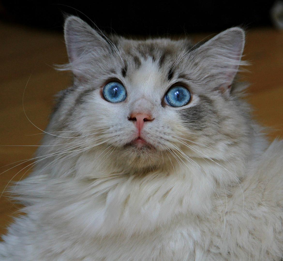 Ragdoll Rodrigo el Cid af Camelot Treasure DK Ragdoll billede 22