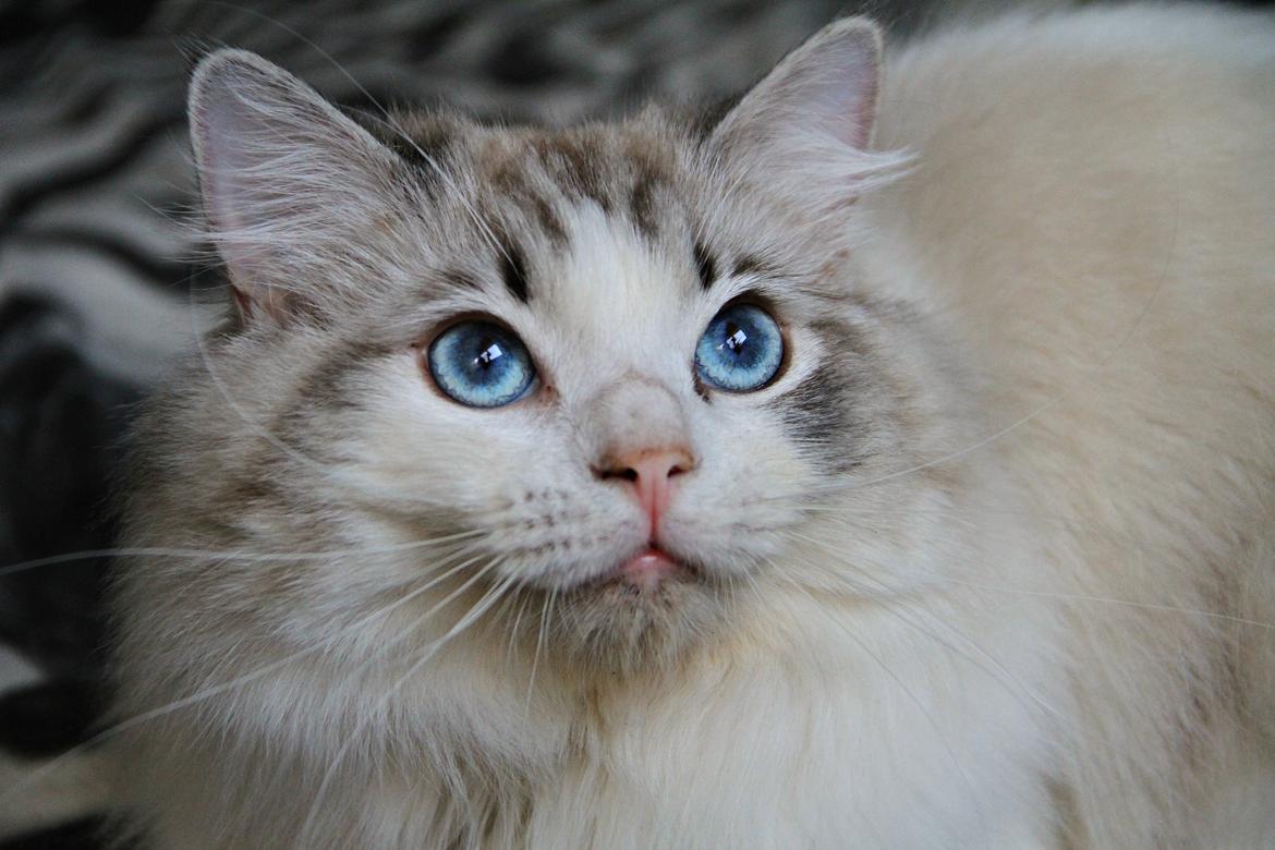 Ragdoll Rodrigo el Cid af Camelot Treasure DK Ragdoll billede 5