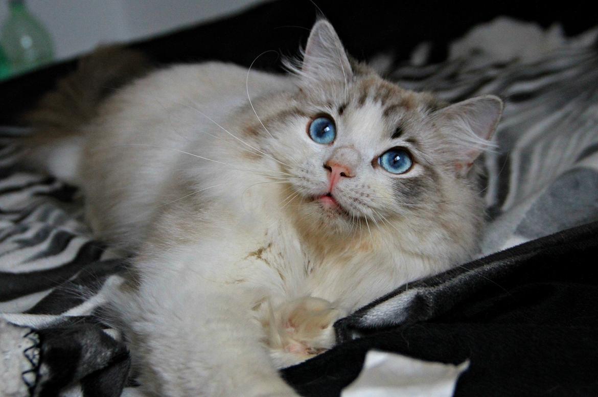 Ragdoll Rodrigo el Cid af Camelot Treasure DK Ragdoll billede 17