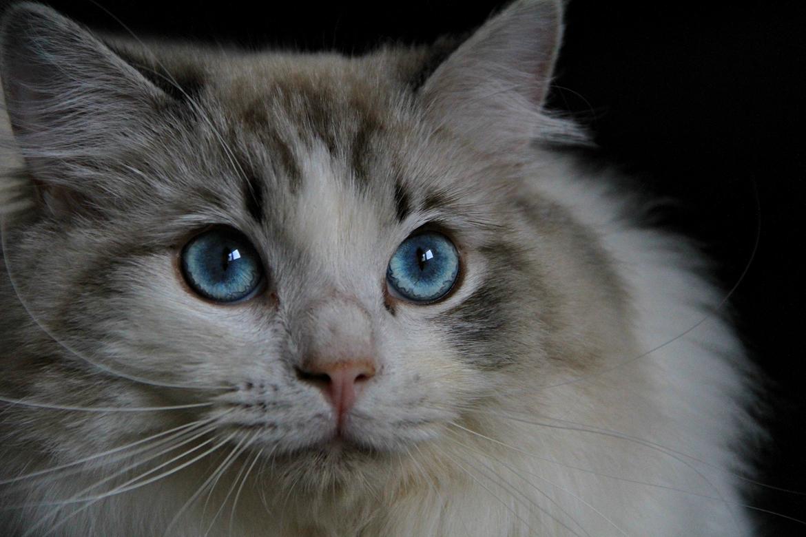 Ragdoll Rodrigo el Cid af Camelot Treasure DK Ragdoll billede 23