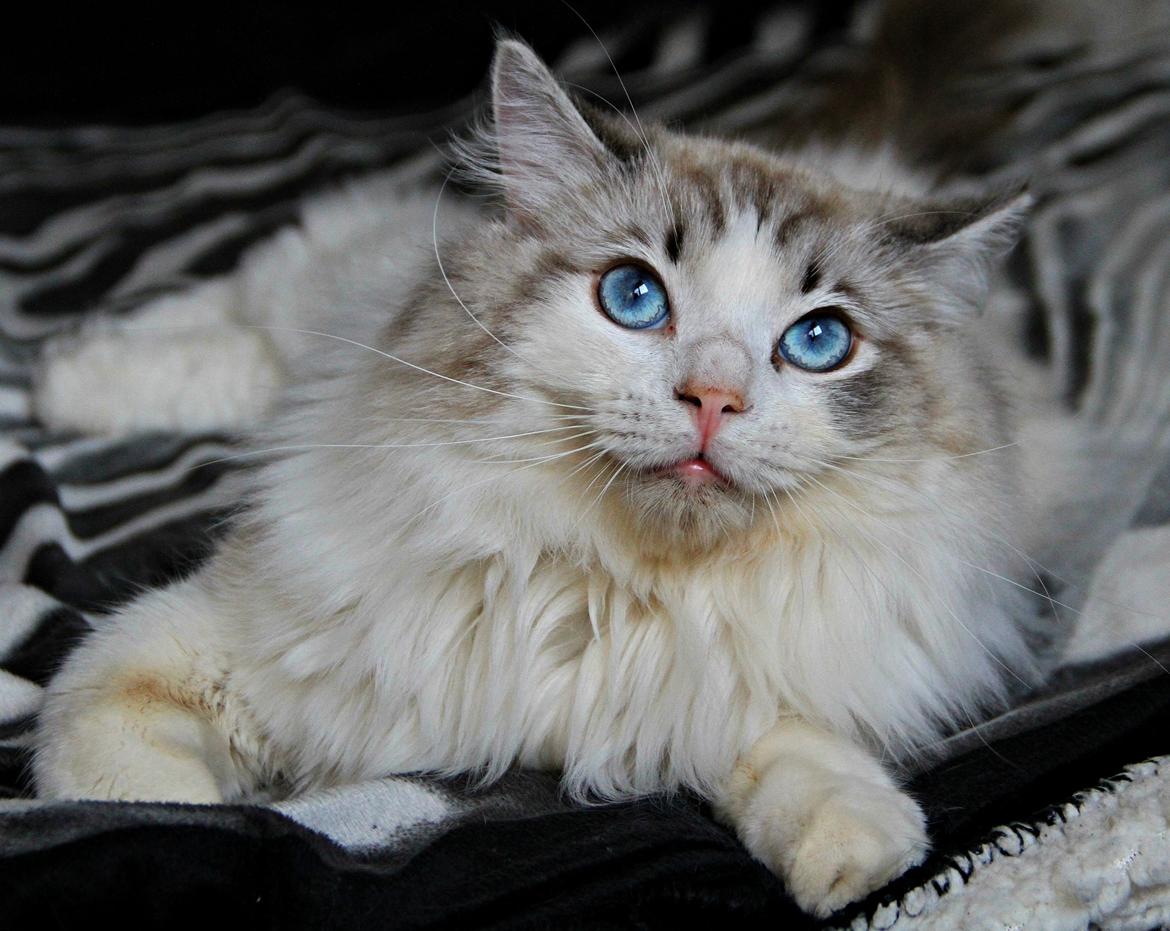 Ragdoll Rodrigo el Cid af Camelot Treasure DK Ragdoll billede 13