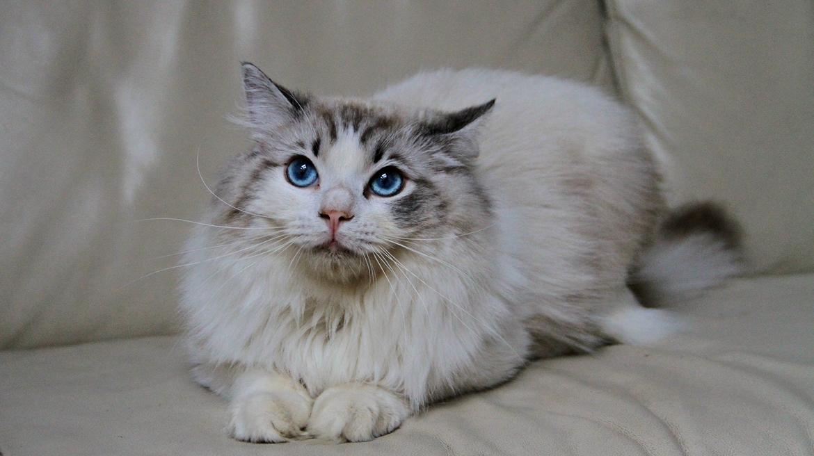 Ragdoll Rodrigo el Cid af Camelot Treasure DK Ragdoll billede 3