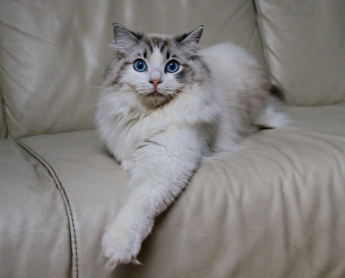 Ragdoll Rodrigo el Cid af Camelot Treasure DK Ragdoll billede 1