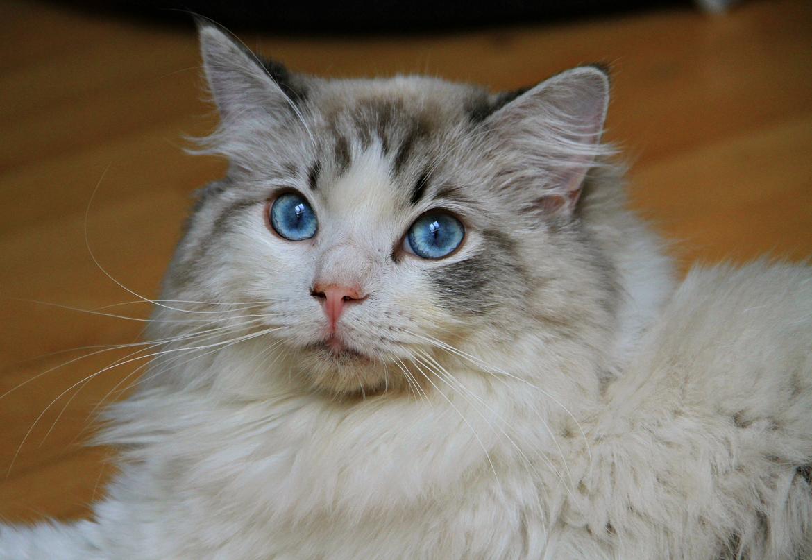 Ragdoll Rodrigo el Cid af Camelot Treasure DK Ragdoll billede 20