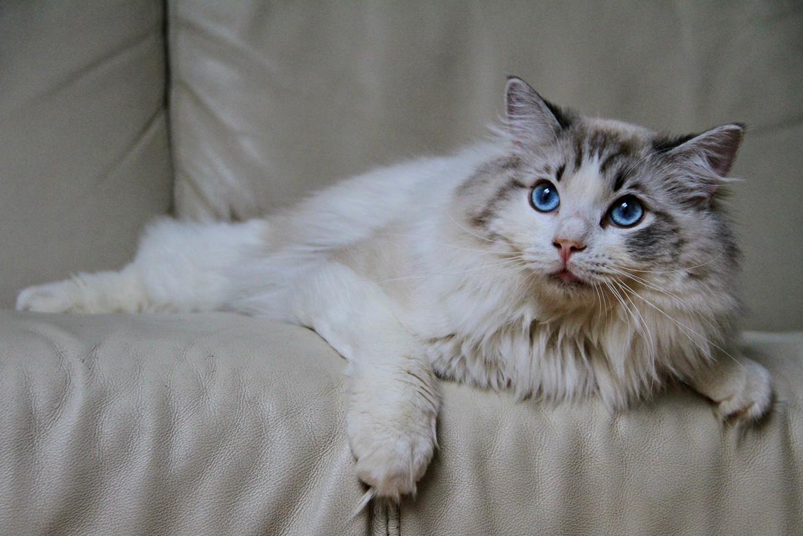 Ragdoll Rodrigo el Cid af Camelot Treasure DK Ragdoll billede 10