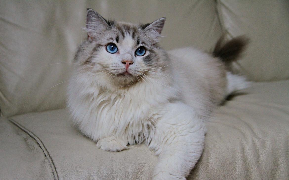 Ragdoll Rodrigo el Cid af Camelot Treasure DK Ragdoll billede 15