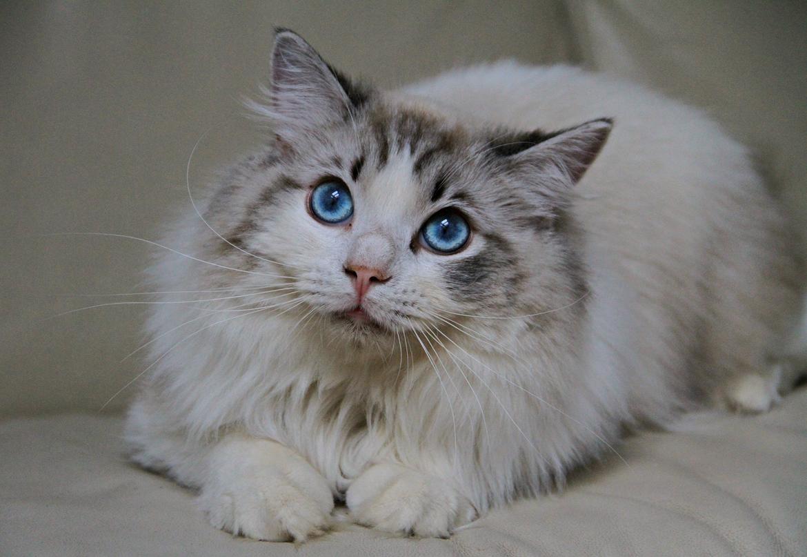 Ragdoll Rodrigo el Cid af Camelot Treasure DK Ragdoll billede 8