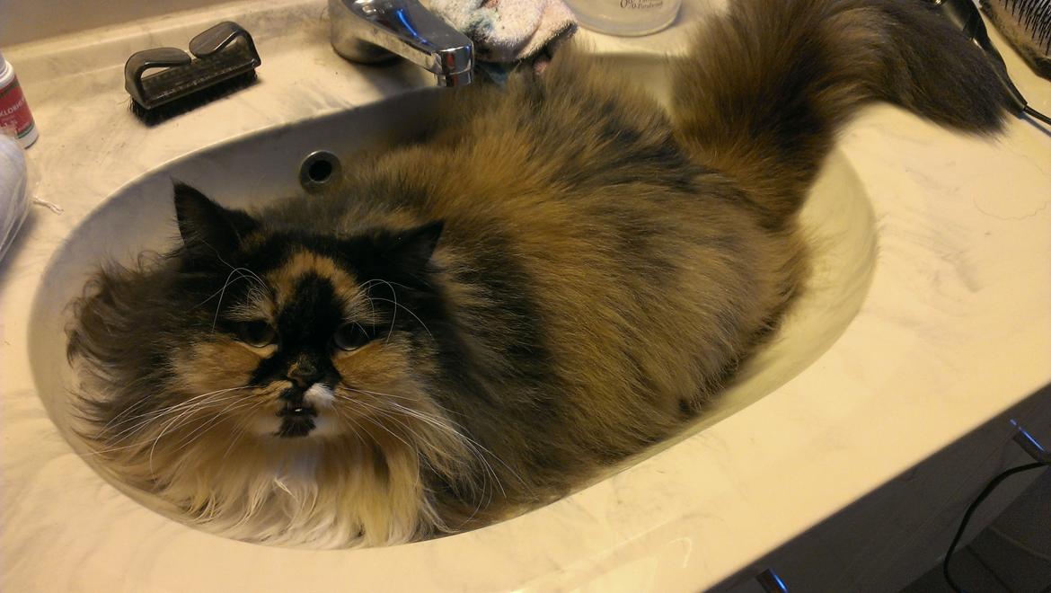 Blanding af racer Tessa billede 45