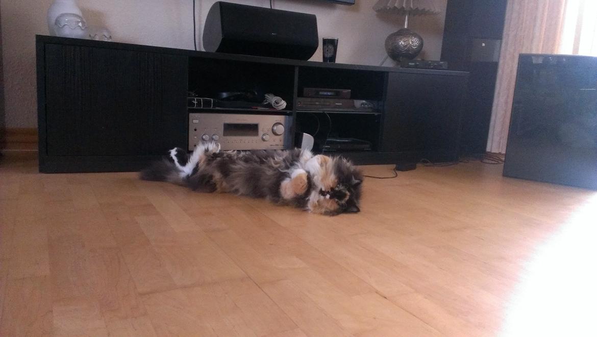 Blanding af racer Tessa billede 44