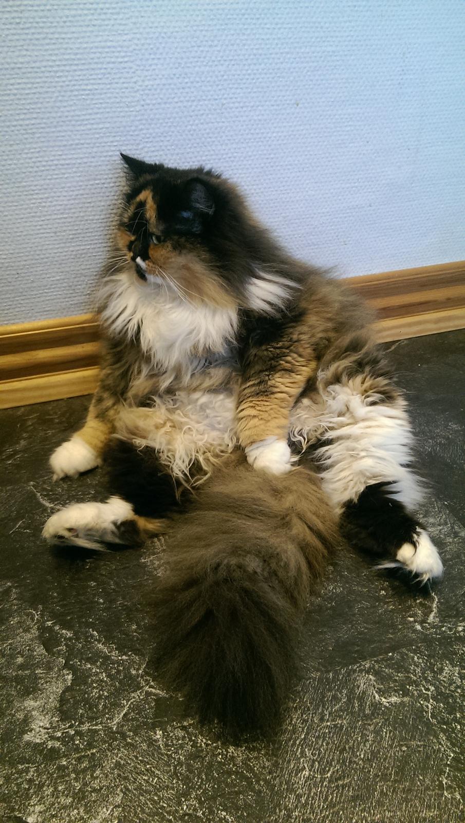 Blanding af racer Tessa - Vi "feder" den lige. billede 47