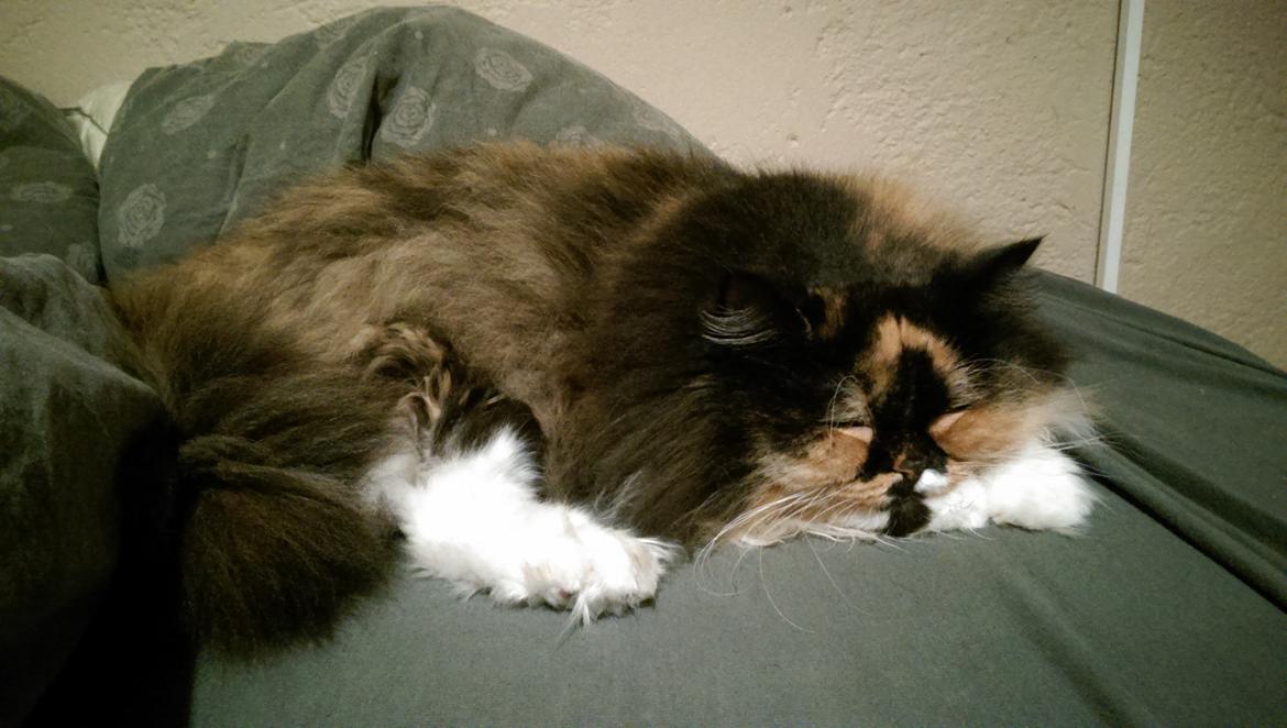 Blanding af racer Tessa billede 48