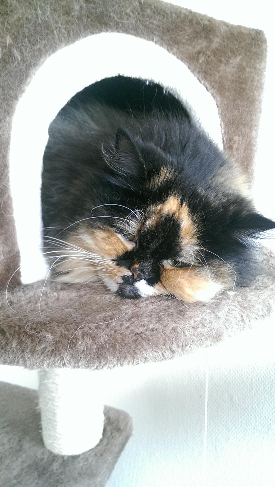 Blanding af racer Tessa billede 49