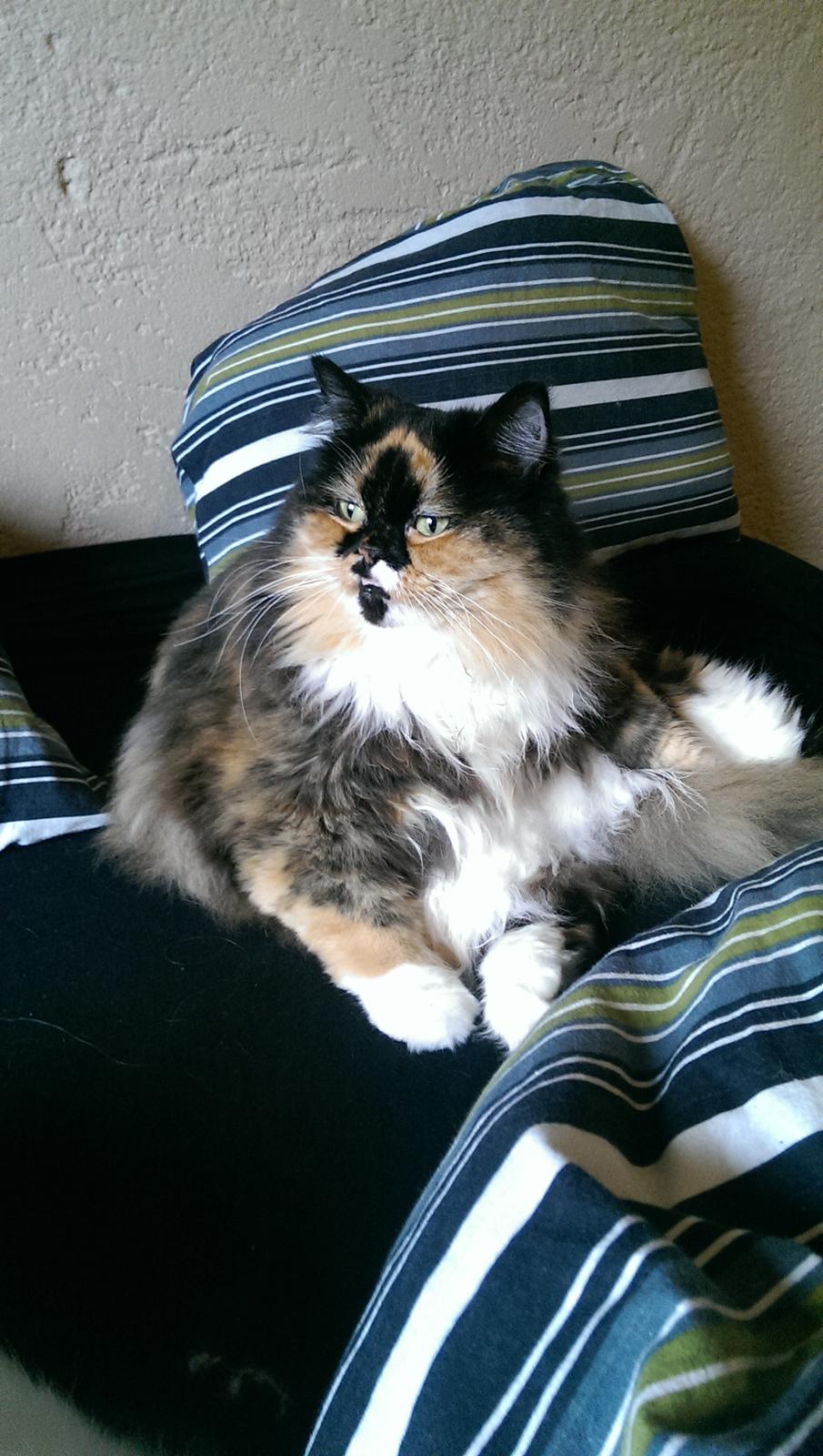 Blanding af racer Tessa - Ser jeg tyk ud sådan her? billede 46