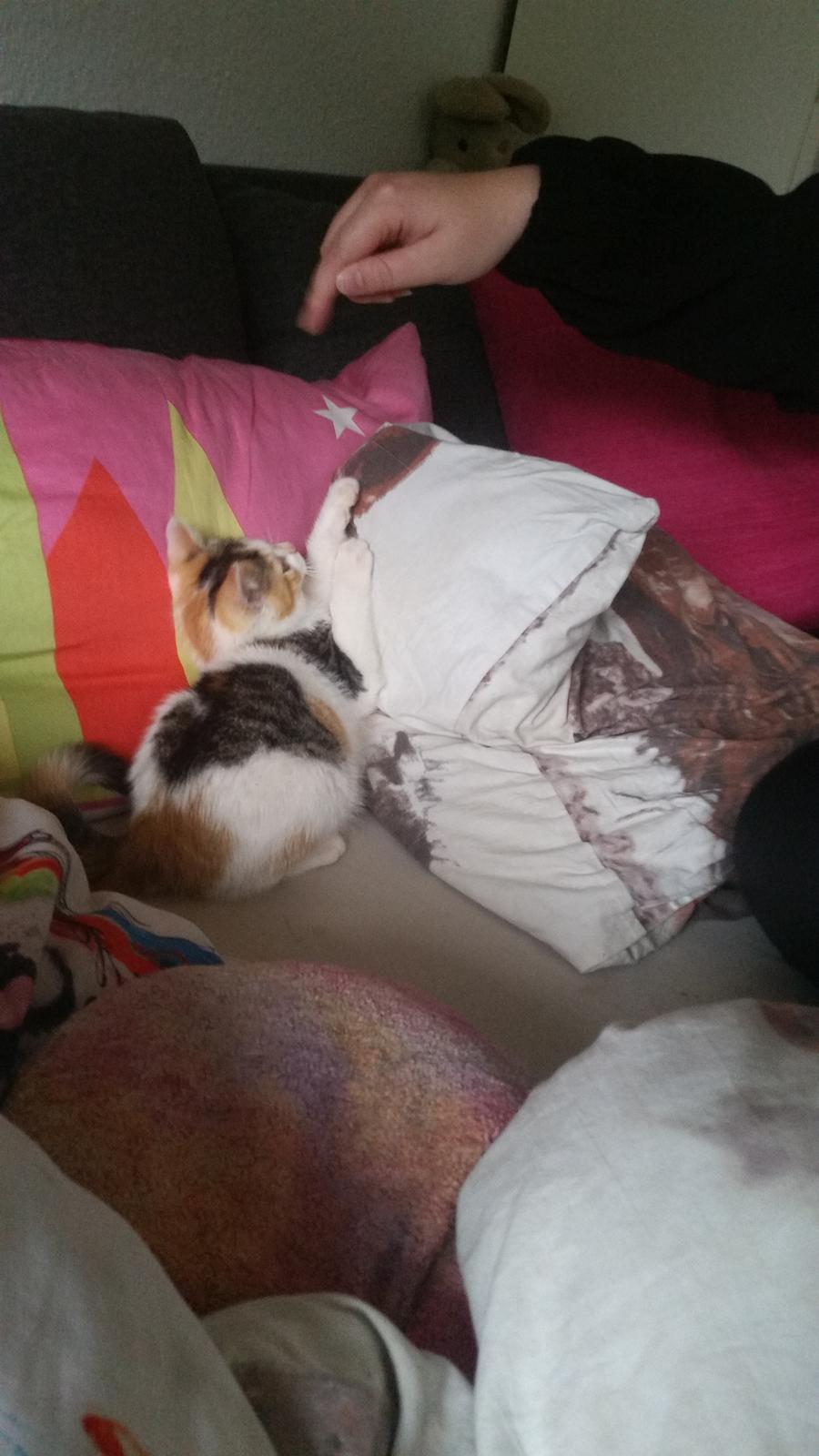 Huskat Daisy billede 7