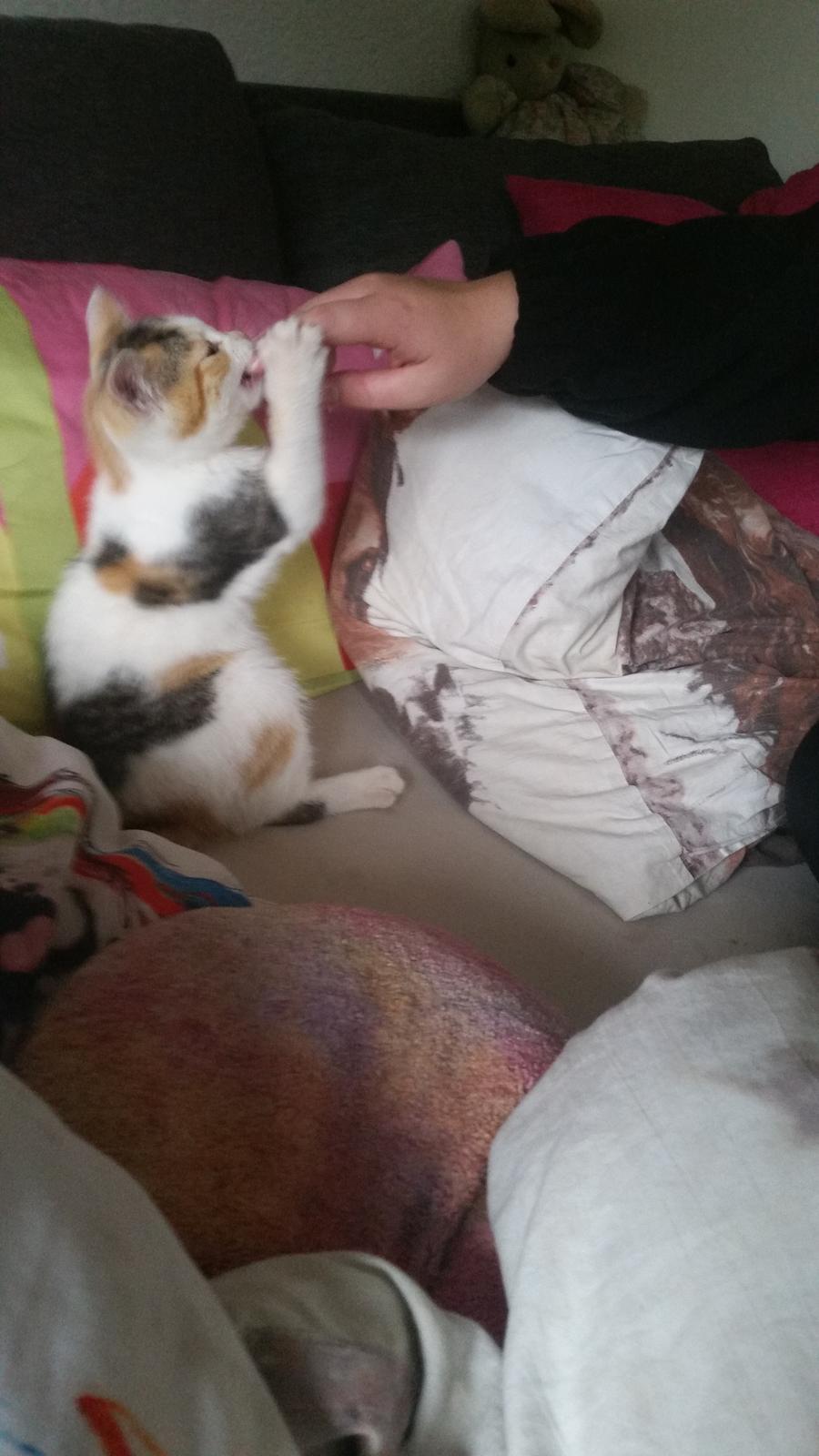 Huskat Daisy billede 8