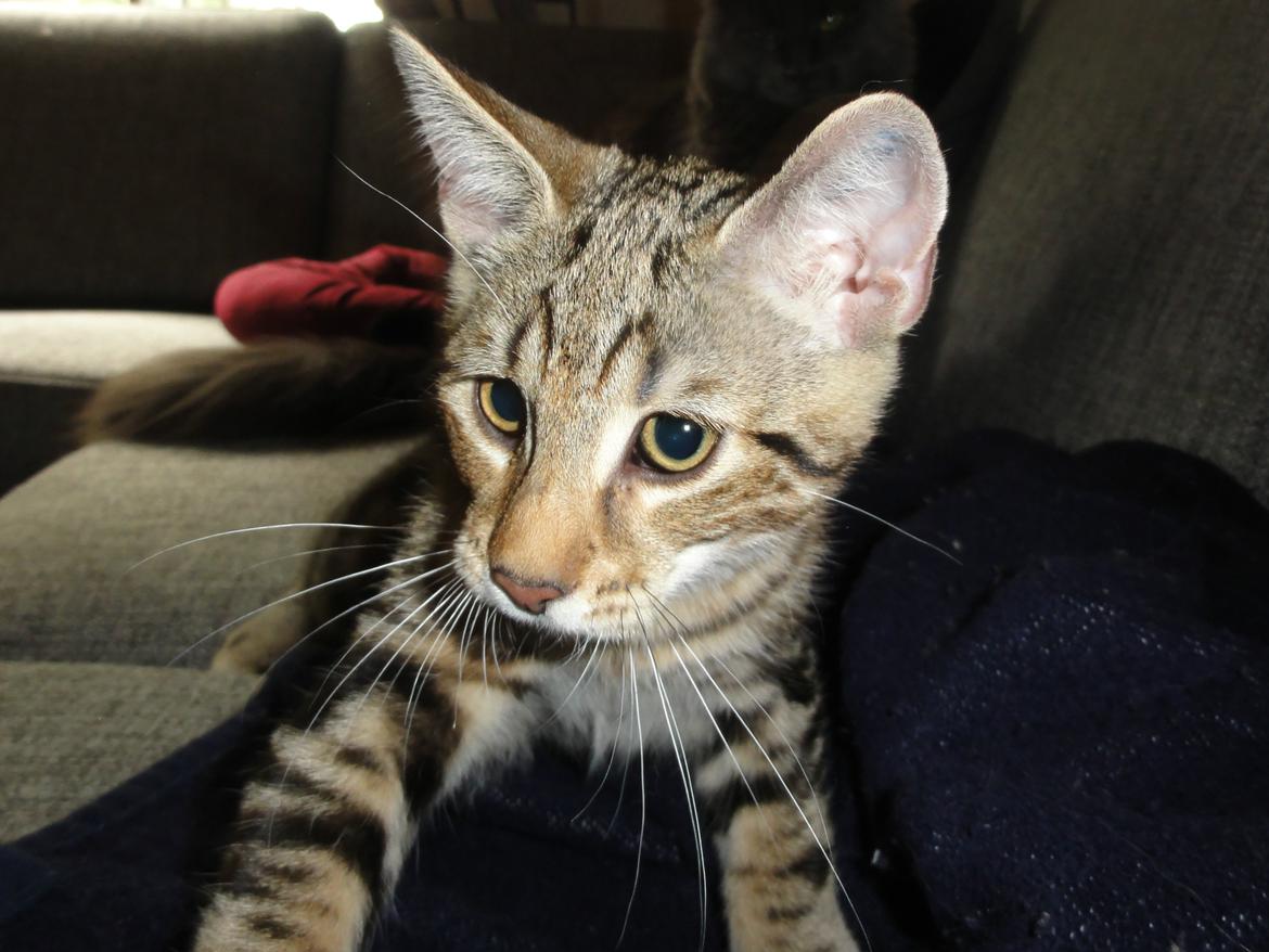 Huskat Mr. Tomiss billede 23