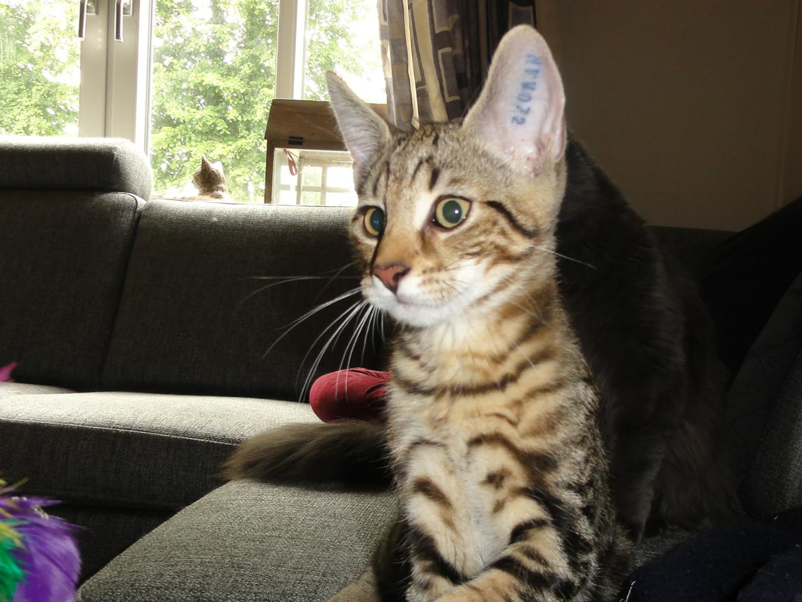 Huskat Mr. Tomiss billede 24