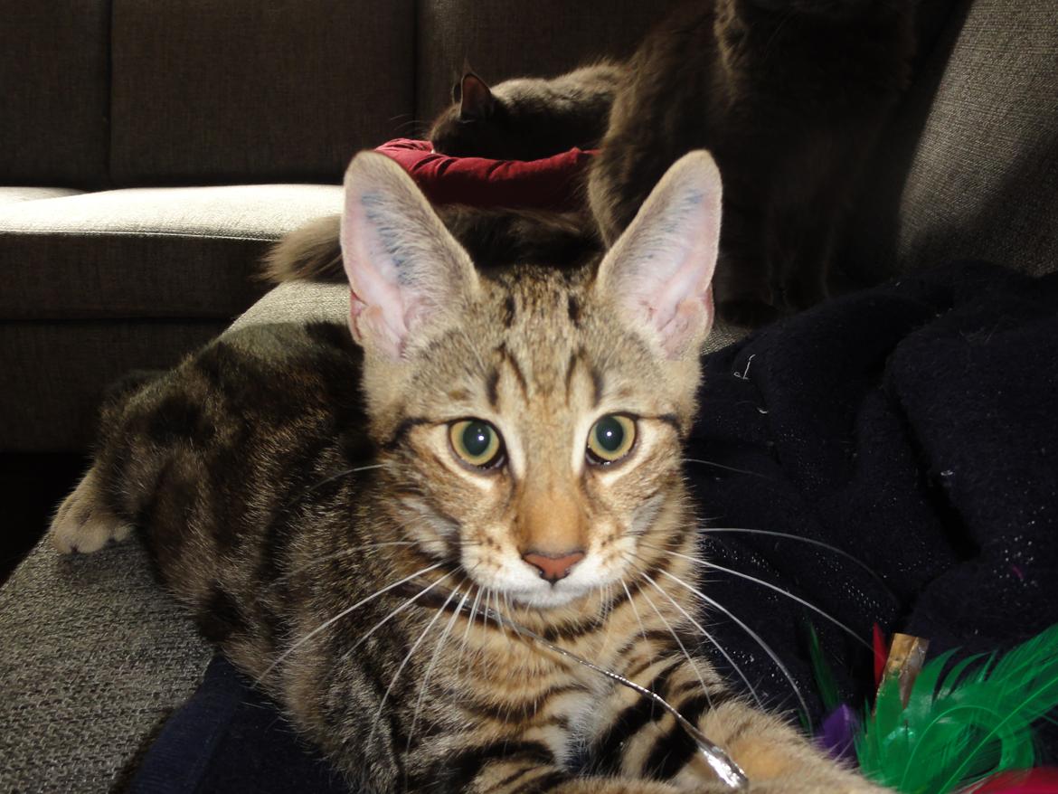 Huskat Mr. Tomiss billede 22