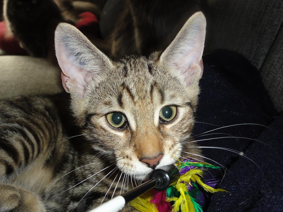 Huskat Mr. Tomiss billede 20