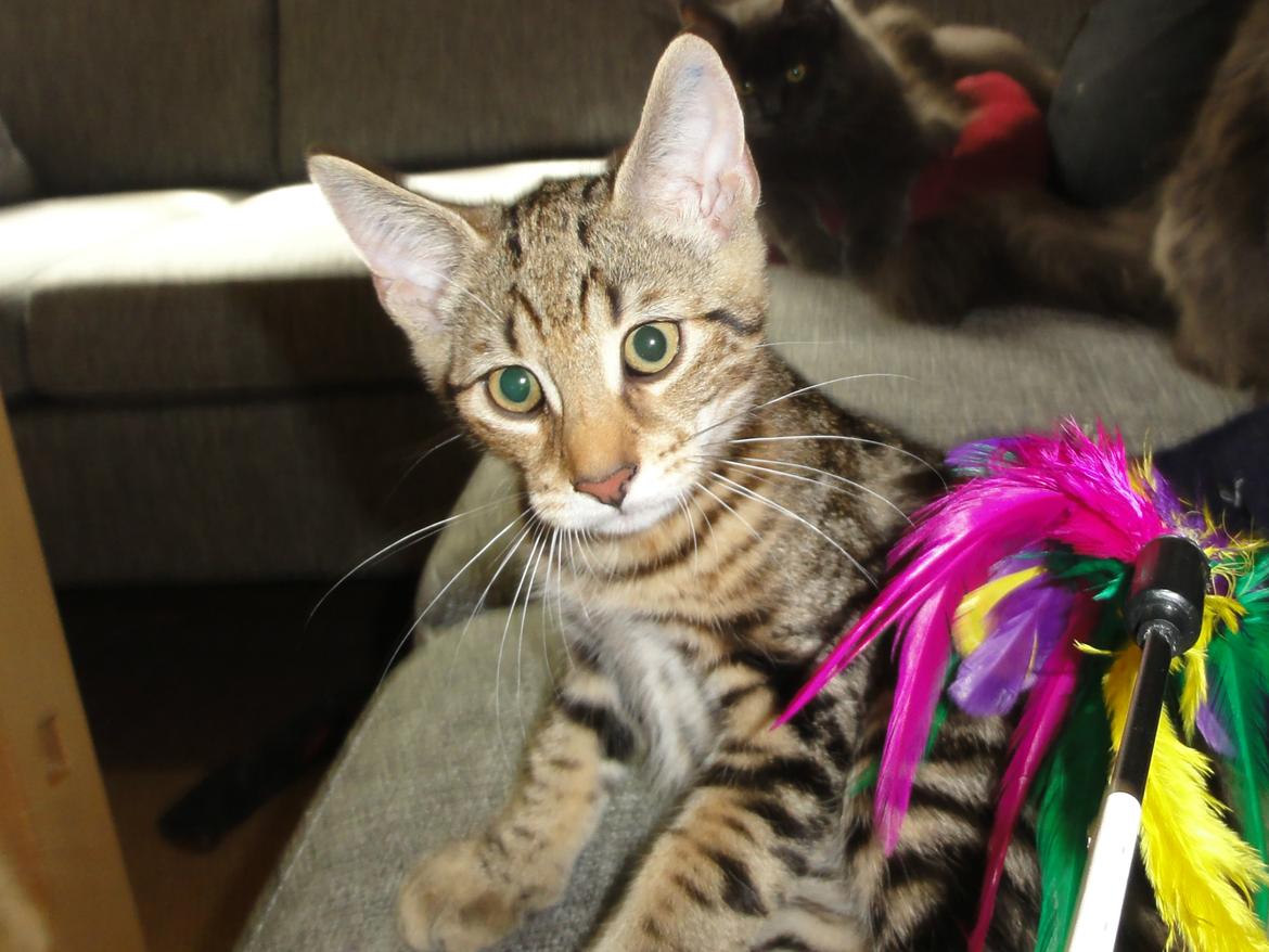 Huskat Mr. Tomiss billede 27