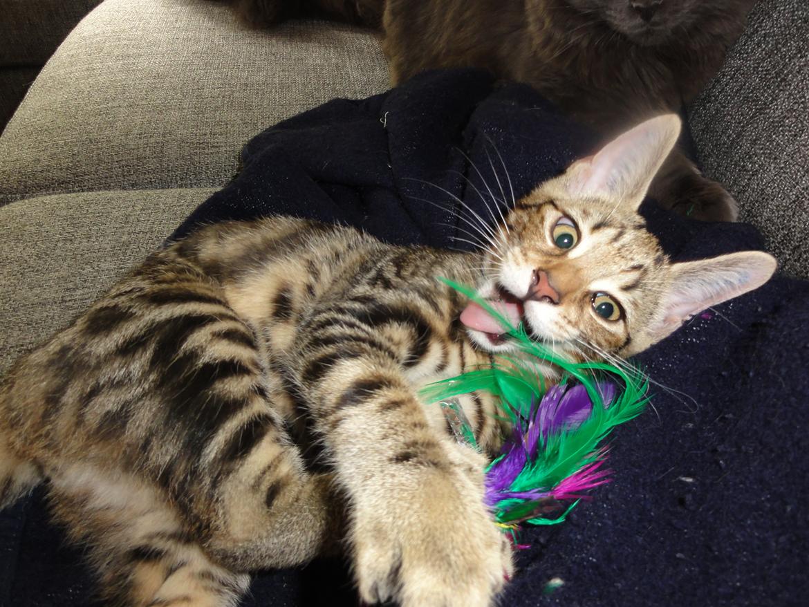 Huskat Mr. Tomiss billede 28