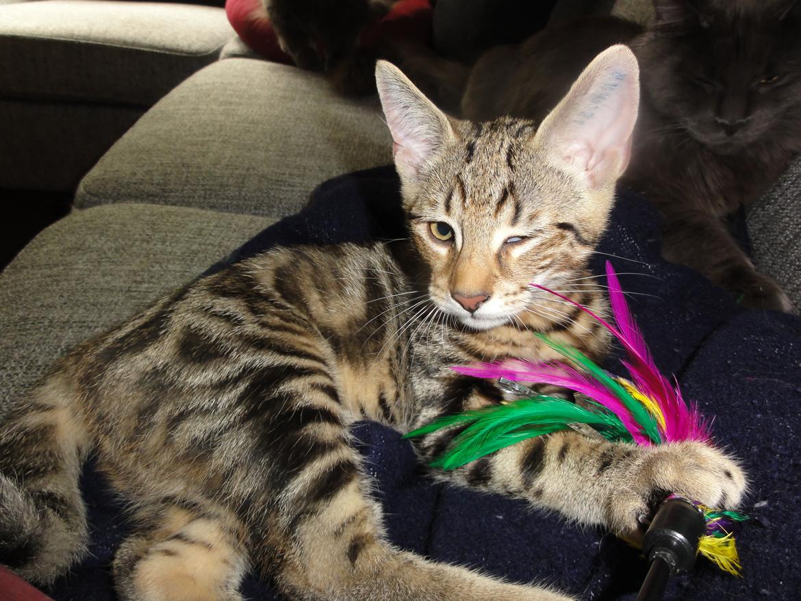 Huskat Mr. Tomiss billede 29