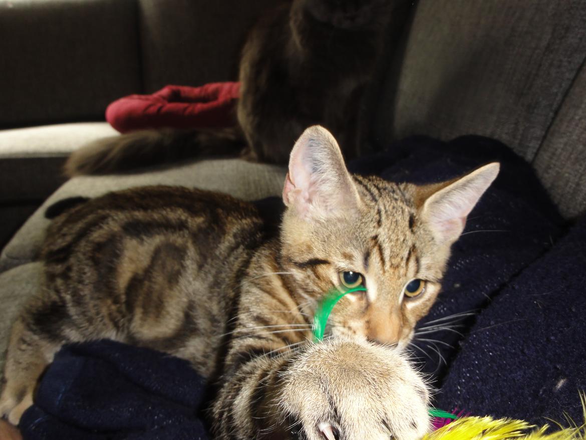 Huskat Mr. Tomiss billede 25