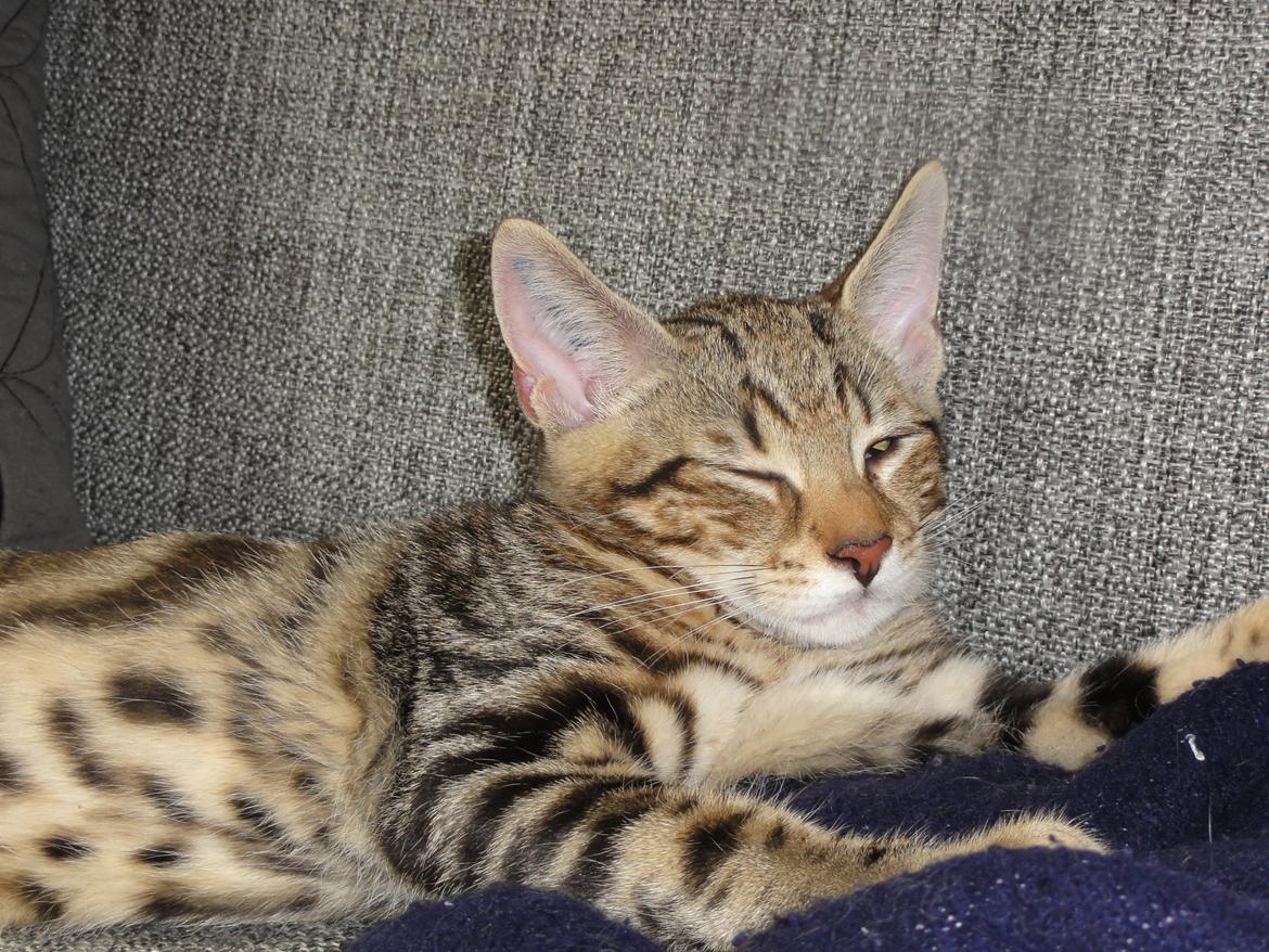 Huskat Mr. Tomiss billede 32