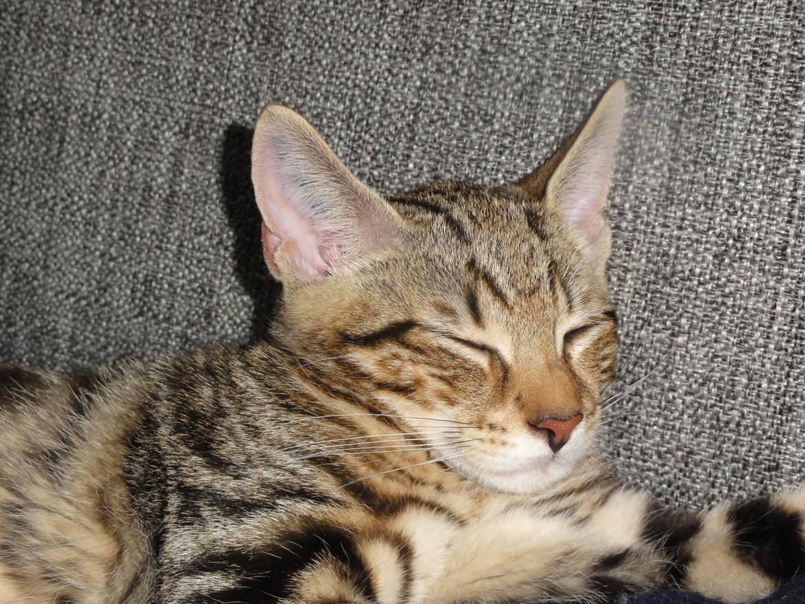 Huskat Mr. Tomiss billede 33