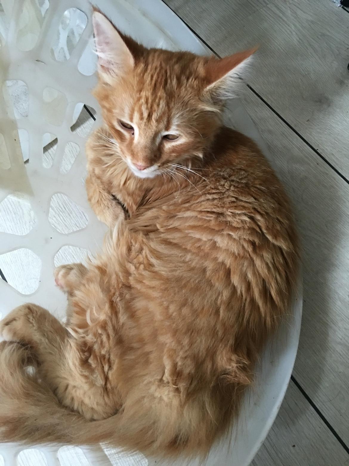 Blanding af racer Gunner billede 1