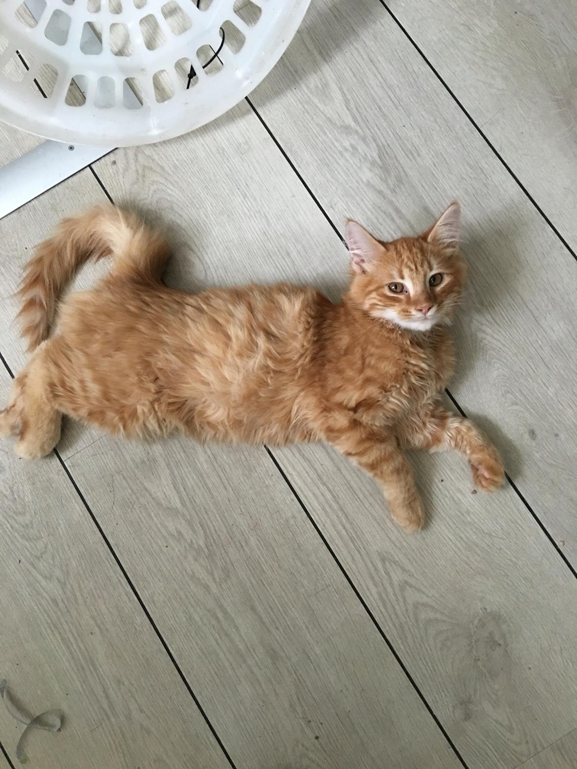 Blanding af racer Gunner billede 2