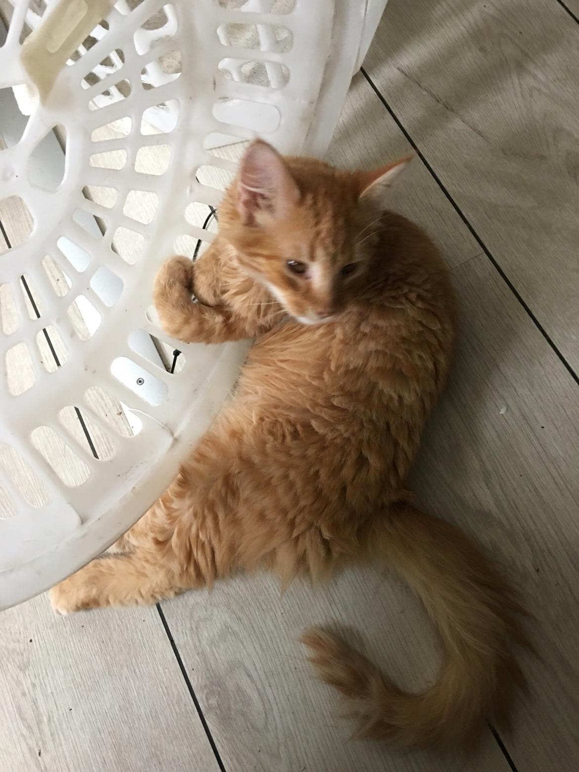 Blanding af racer Gunner billede 4