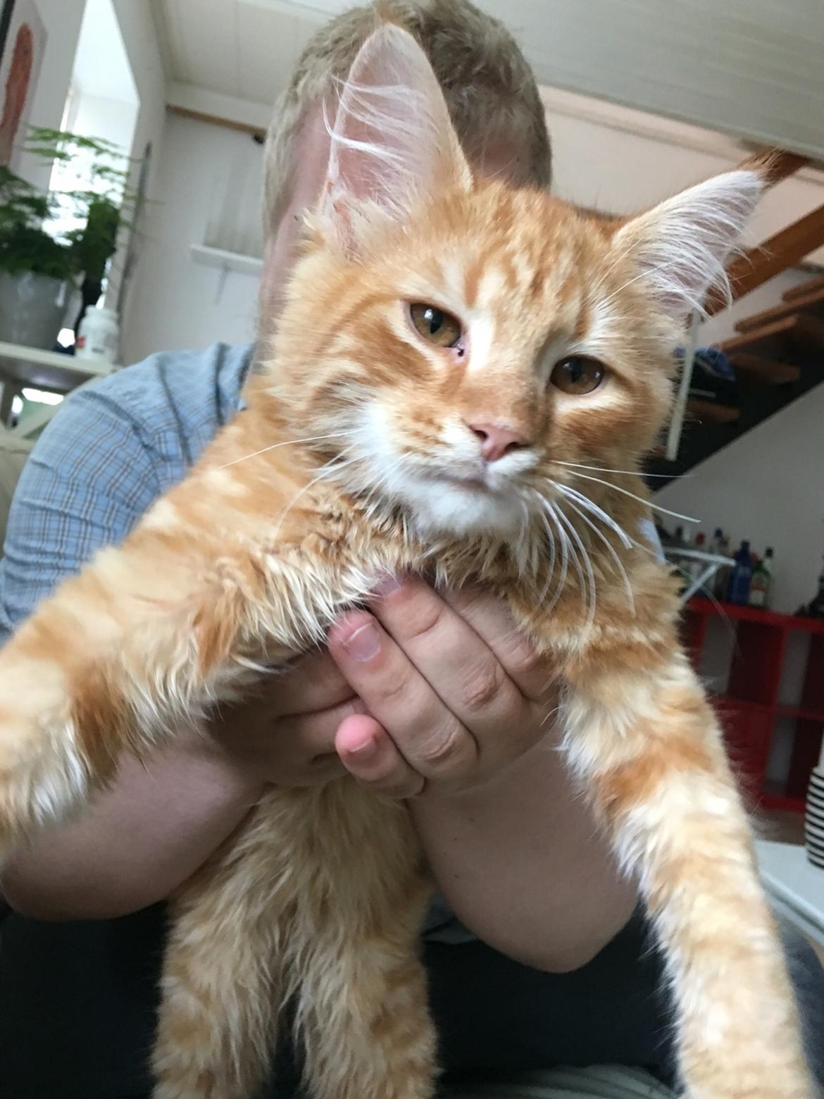 Blanding af racer Gunner billede 3