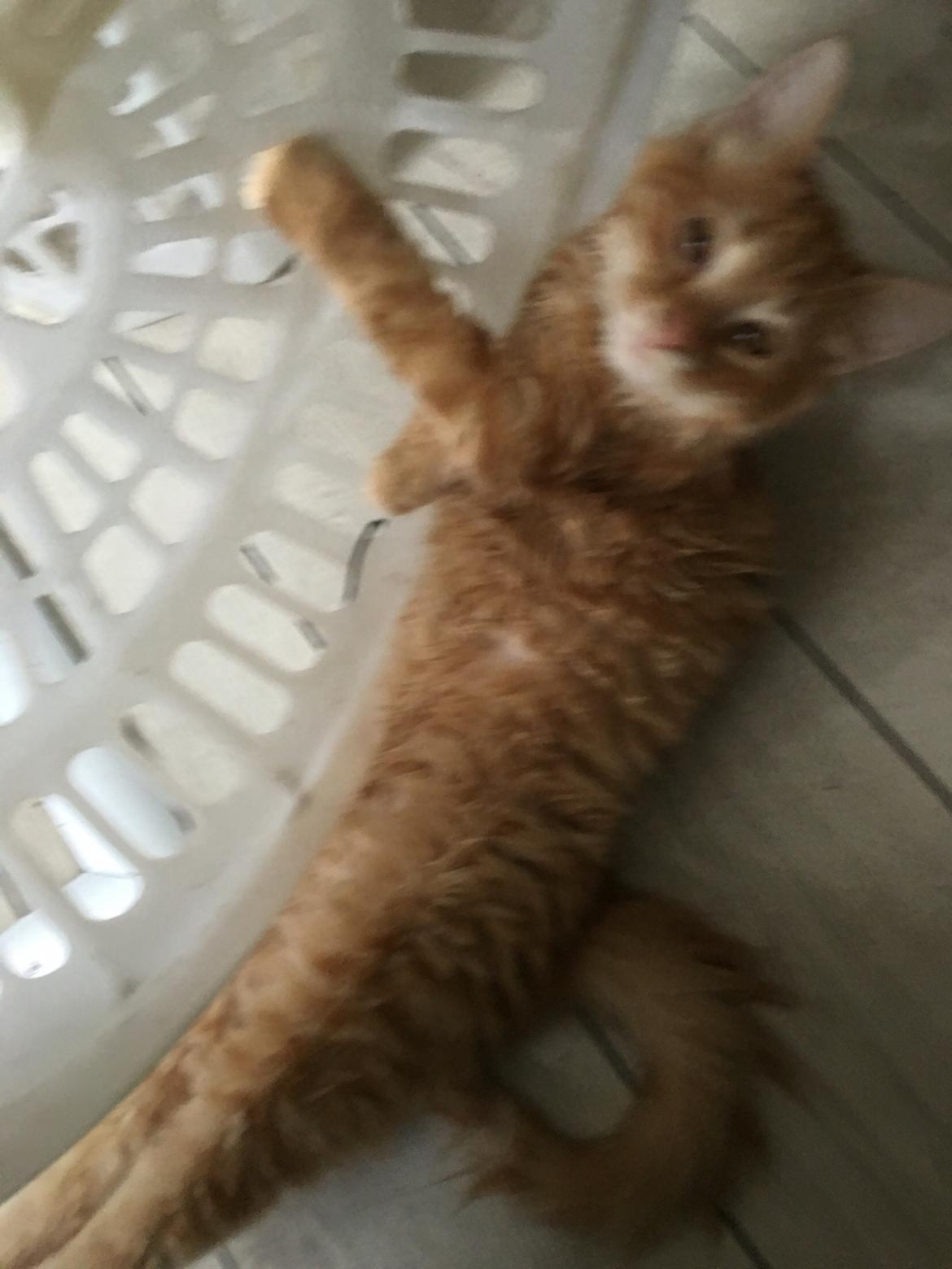 Blanding af racer Gunner billede 5