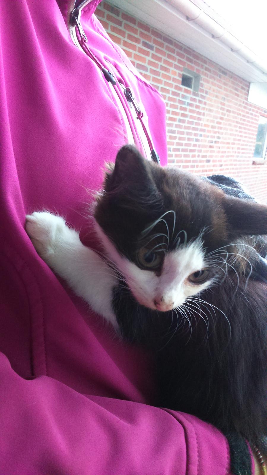 Huskat Mars  billede 1