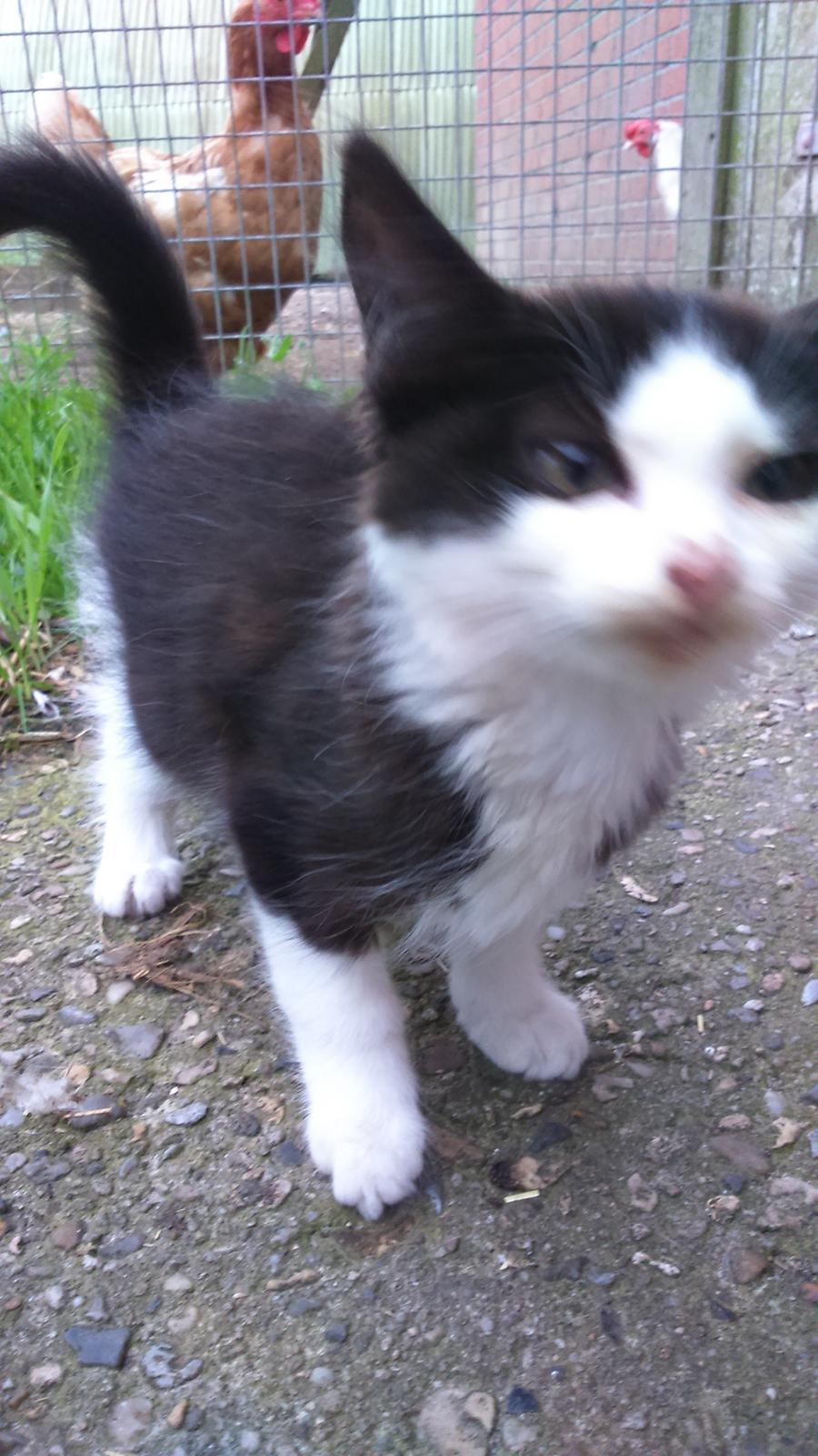 Huskat Mars  billede 3