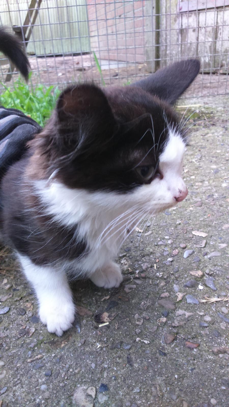 Huskat Mars  billede 4