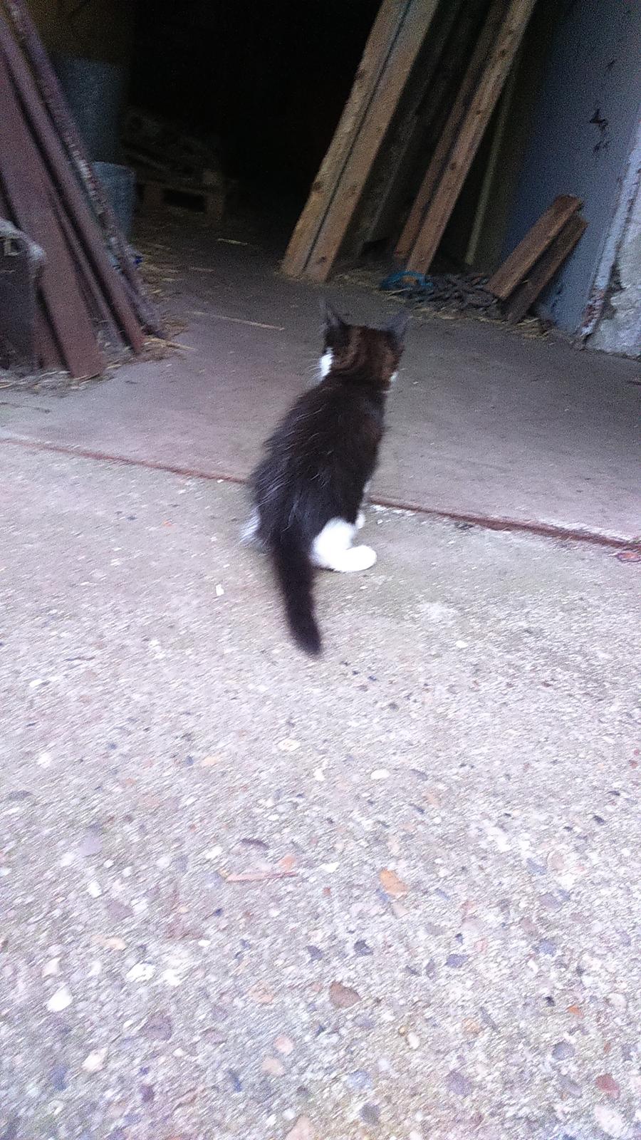 Huskat Mars  billede 5