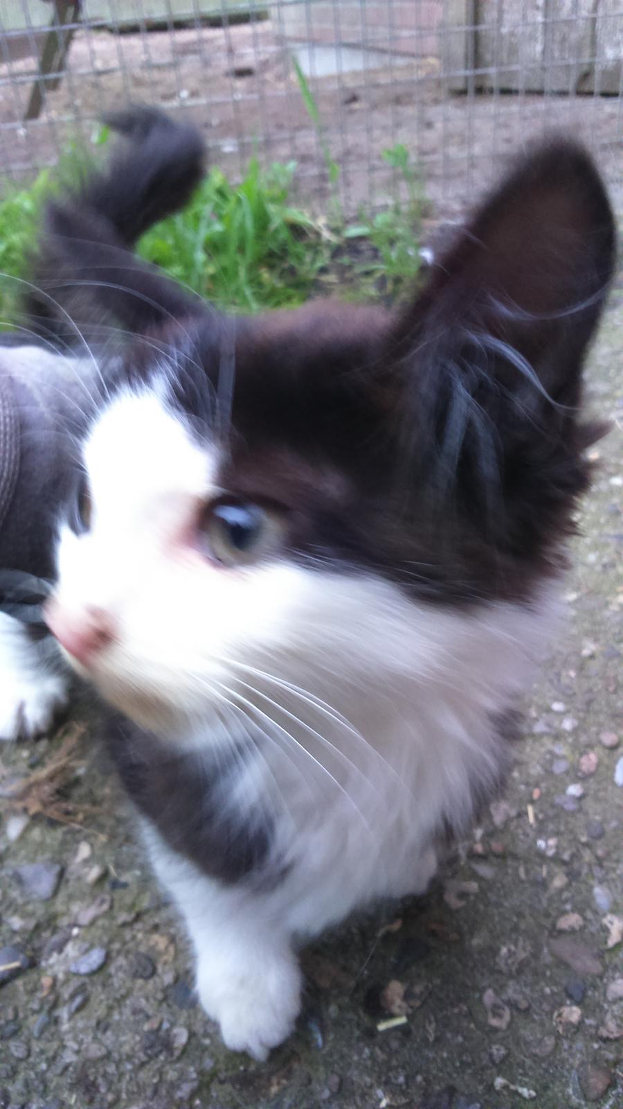 Huskat Mars  billede 6