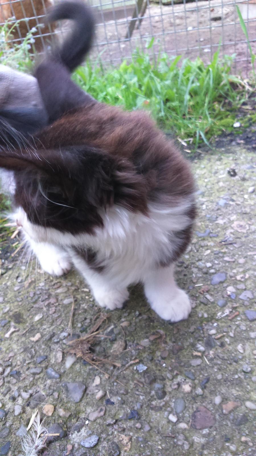 Huskat Mars  billede 7