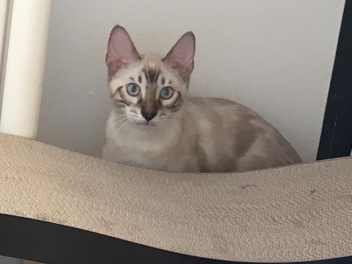 Bengal PrettyDiamond Nevada "Akio" *Himmelkat* billede 5