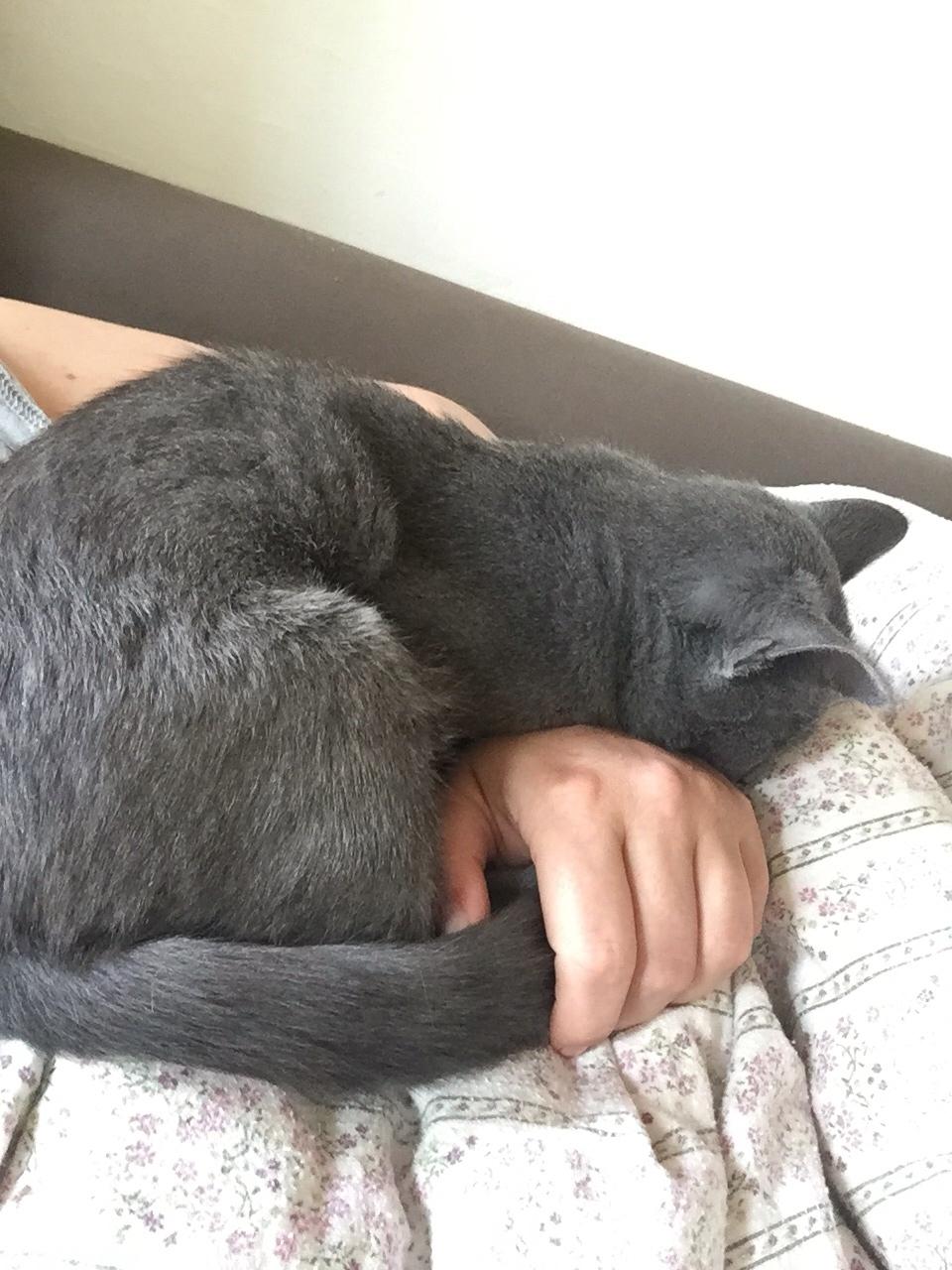 Huskat The Grey One (Grå) billede 2