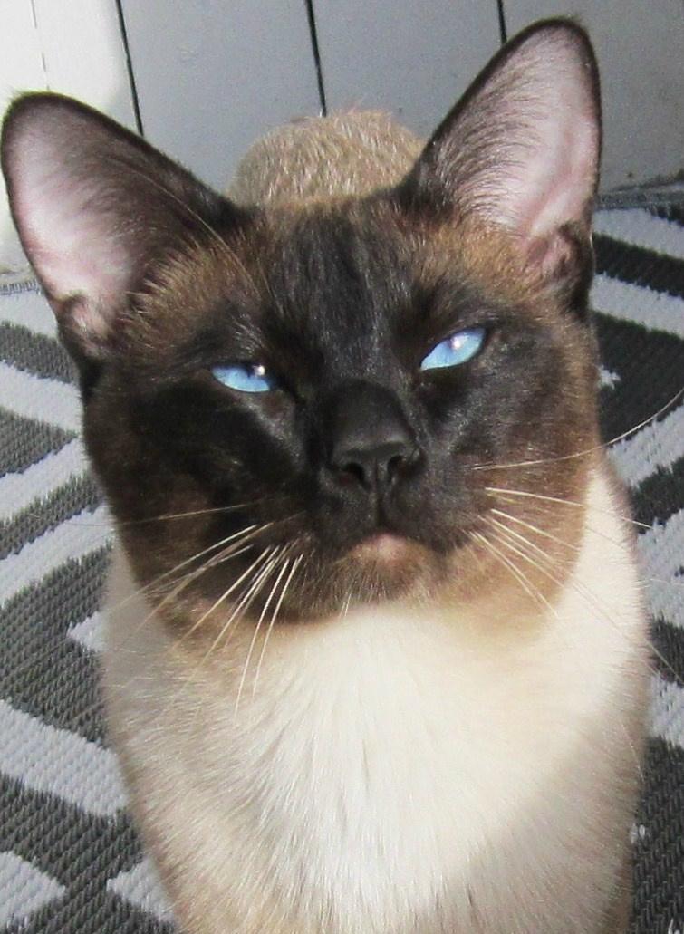 Thai Traditional siameser   Athos koh Banka billede 6