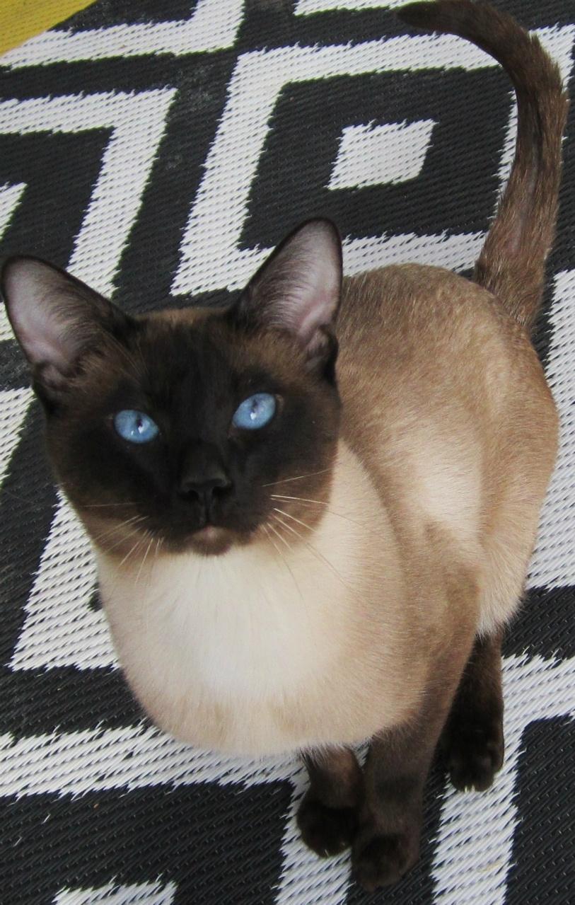 Thai Traditional siameser   Athos koh Banka billede 3